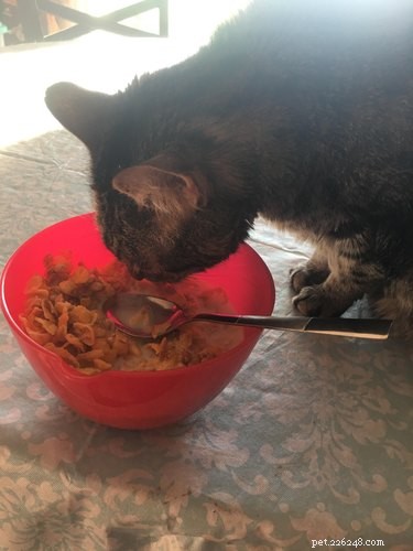 17 Adorable Pets Who Crave Your Breakfast Cereal