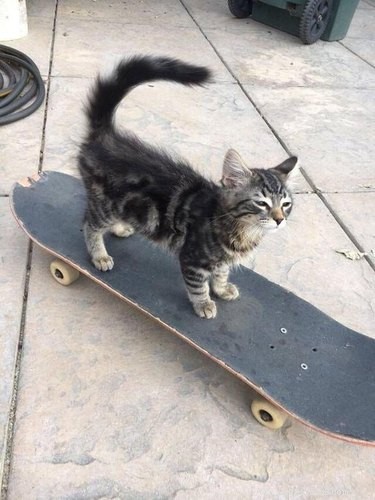 17 Adorable Pets Showing Their Best Efforts