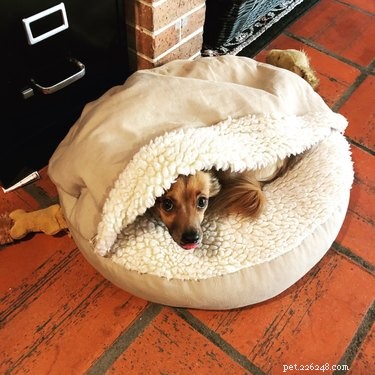 17 Adorable Pets Showing Their Best Efforts
