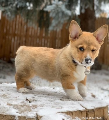 17 Adorable Pets Showing Their Best Efforts