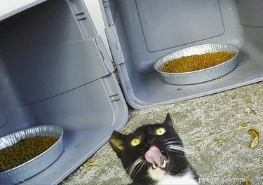 17 Adorable Pets Showing Their Best Efforts