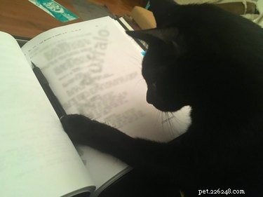 17 Adorable Pets Showing Their Best Efforts