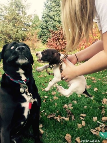 17 Adorable Pets Showing Their Best Efforts