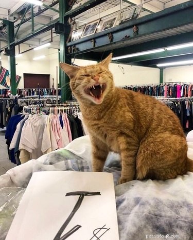 17 Adorable Pets Showing Their Best Efforts