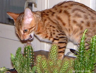 17 Adorable Pets Showing Their Best Efforts