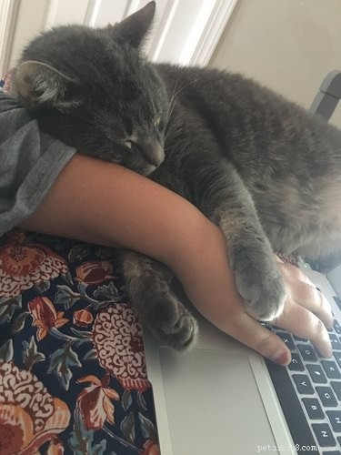 16 Lifestyle Lessons from Successful Pets