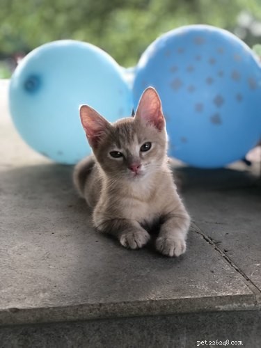 16 Lifestyle Lessons from Successful Pets