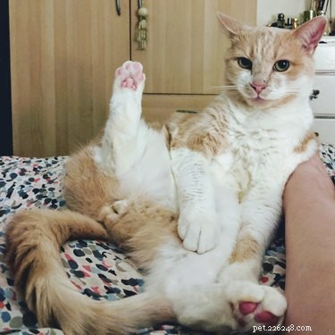 16 Lifestyle Lessons from Successful Pets