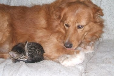16 Lifestyle Lessons from Successful Pets