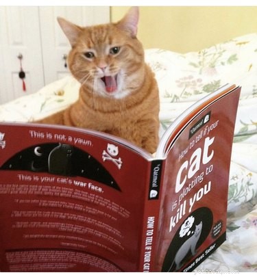 16 Lifestyle Lessons from Successful Pets