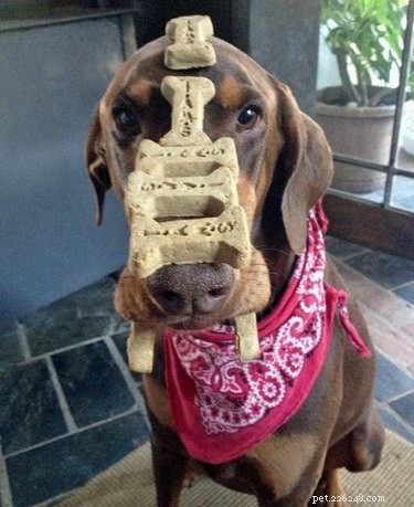 18 Remarkably Patient Pets That Outlast Us All
