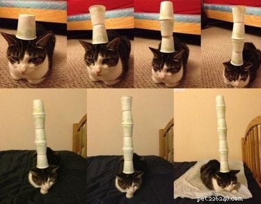 18 Remarkably Patient Pets That Outlast Us All