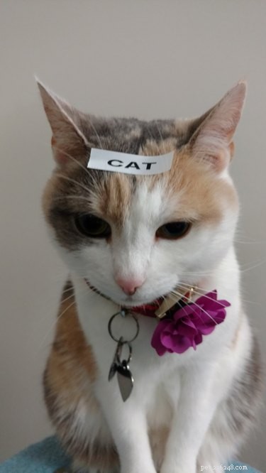 18 Remarkably Patient Pets That Outlast Us All