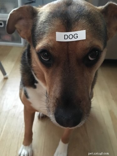 18 Remarkably Patient Pets That Outlast Us All
