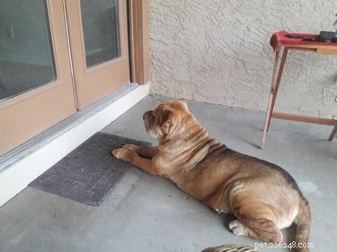 18 Remarkably Patient Pets That Outlast Us All