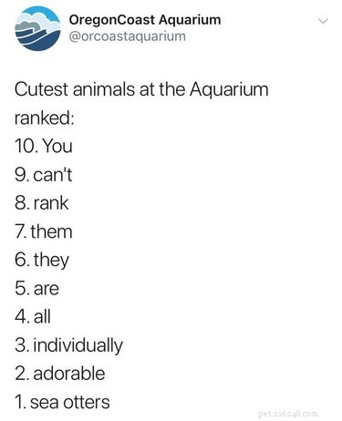 19 Adorable Otters That Will Melt Your Heart