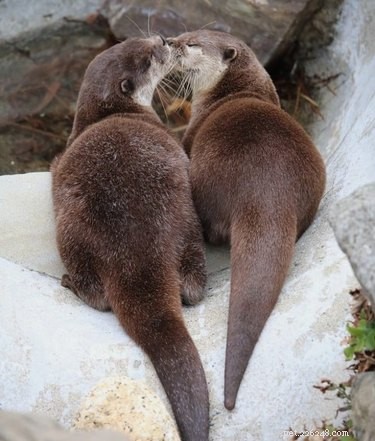 19 Adorable Otters That Will Melt Your Heart