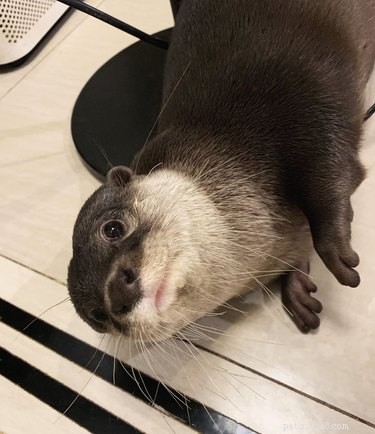 19 Adorable Otters That Will Melt Your Heart