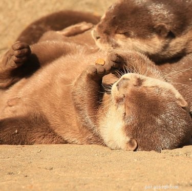 19 Adorable Otters That Will Melt Your Heart