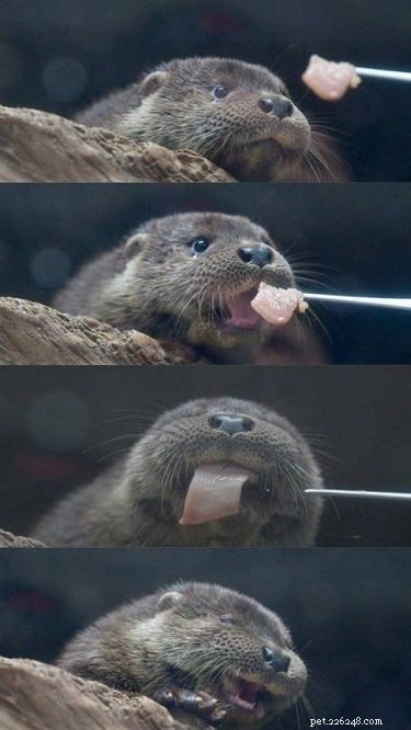 19 Adorable Otters That Will Melt Your Heart