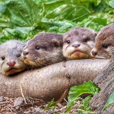 19 Adorable Otters That Will Melt Your Heart