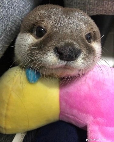 19 Adorable Otters That Will Melt Your Heart