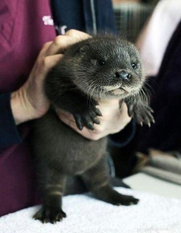 19 Adorable Otters That Will Melt Your Heart