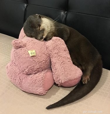 19 Adorable Otters That Will Melt Your Heart