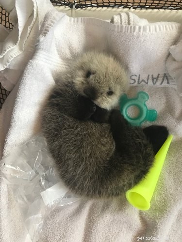 19 Adorable Otters That Will Melt Your Heart