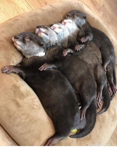 19 Adorable Otters That Will Melt Your Heart
