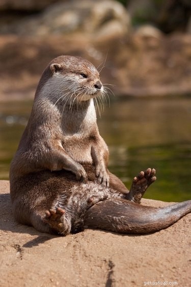 19 Adorable Otters That Will Melt Your Heart