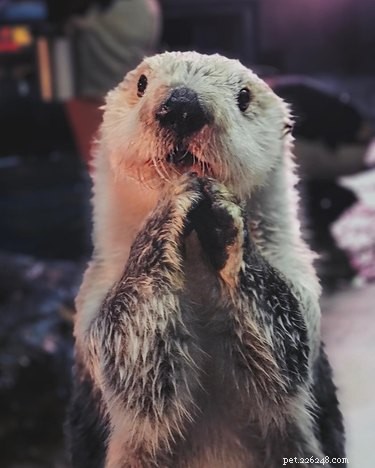 19 Adorable Otters That Will Melt Your Heart