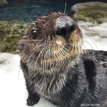 19 Adorable Otters That Will Melt Your Heart