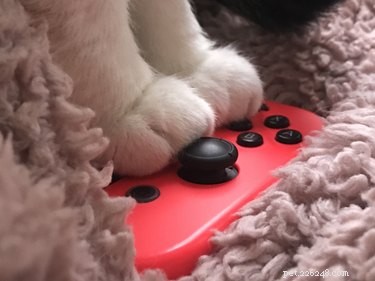 20 Adorable Pets With Impressive Talents