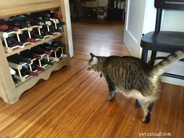 20 Adorable Pets With Impressive Talents
