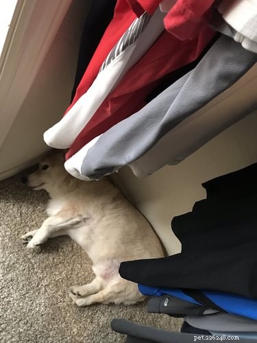19 Hilarious Pet Photos Guaranteed to Brighten Your Day