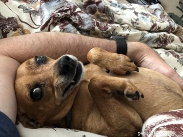 19 Hilarious Pet Photos Guaranteed to Brighten Your Day