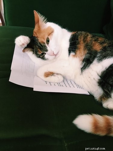 19 Hilarious Pet Photos Guaranteed to Brighten Your Day