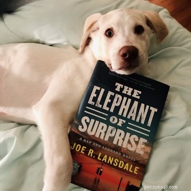 19 Hilarious Pet Photos Guaranteed to Brighten Your Day