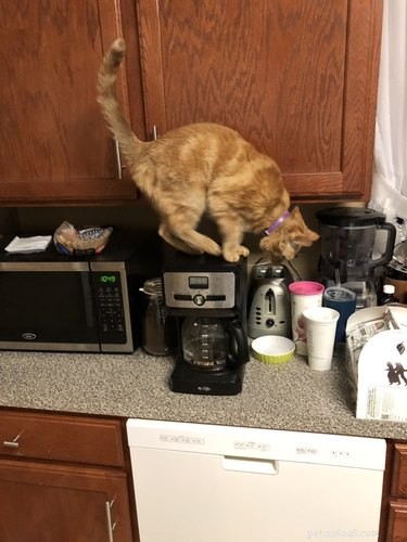 19 Hilarious Pet Photos Guaranteed to Brighten Your Day