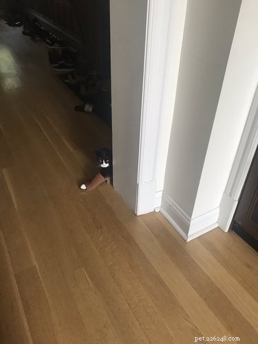 19 Hilarious Pet Photos Guaranteed to Brighten Your Day