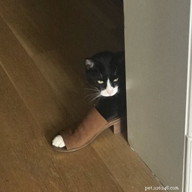19 Hilarious Pet Photos Guaranteed to Brighten Your Day