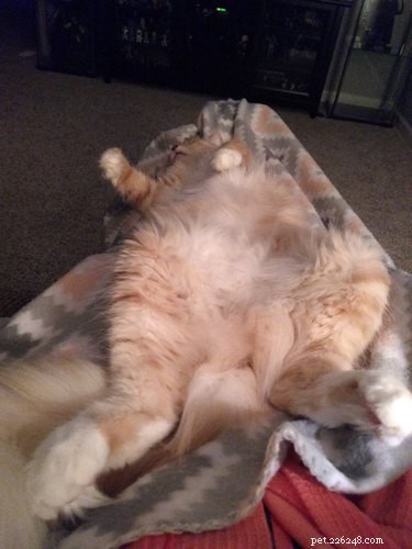 19 Hilarious Pet Photos Guaranteed to Brighten Your Day