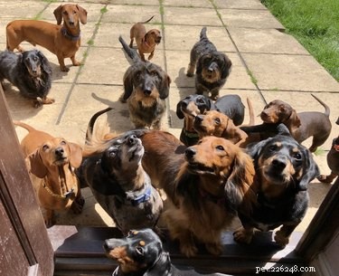 20 Pets That Believe It s Time to Get Out and Explore