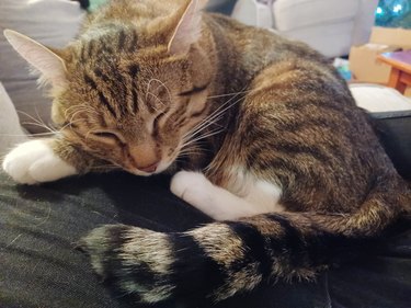 20 Pets That Believe It s Time to Get Out and Explore