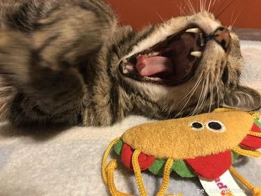 20 Pets That Believe It s Time to Get Out and Explore