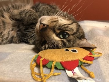 20 Pets That Believe It s Time to Get Out and Explore