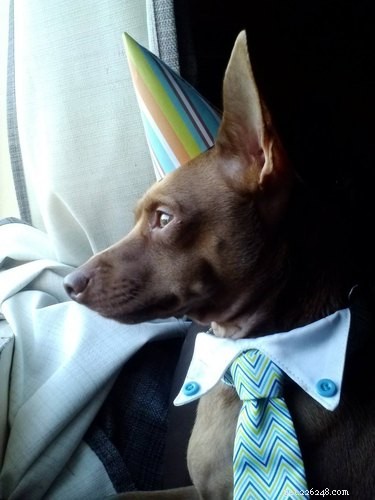 20 Pets That Believe It s Time to Get Out and Explore