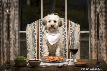 20 Pets That Believe It s Time to Get Out and Explore