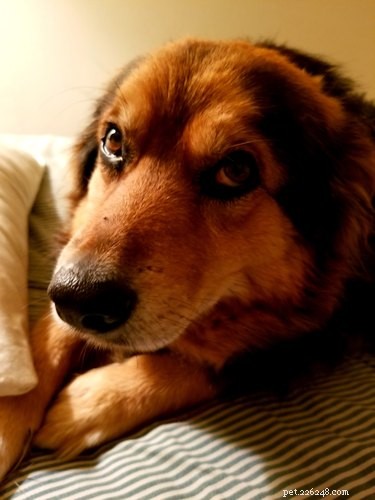 20 Pets That Believe It s Time to Get Out and Explore